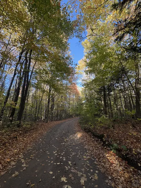 An autumn walk through the woods