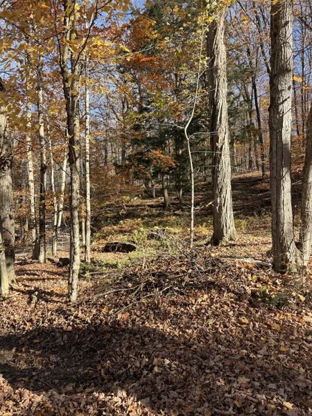 Sunlight through the autumn forest