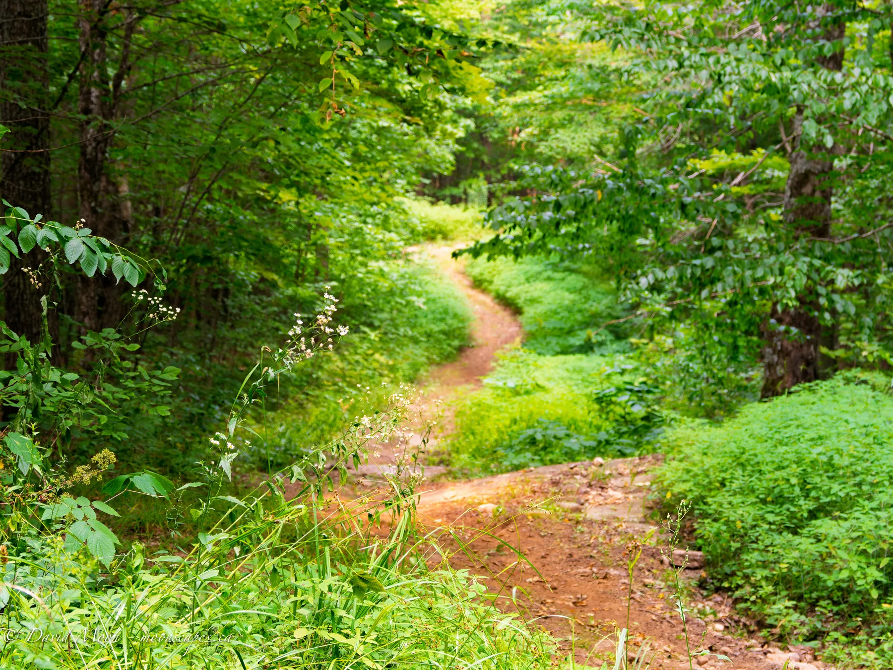 Haliburton Forest