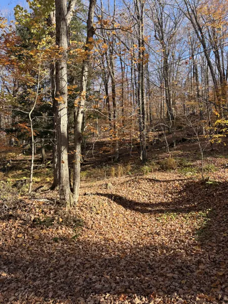 Autumn leaves in the woods