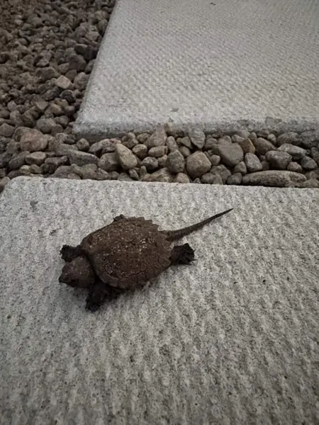 A small lakeside visitor