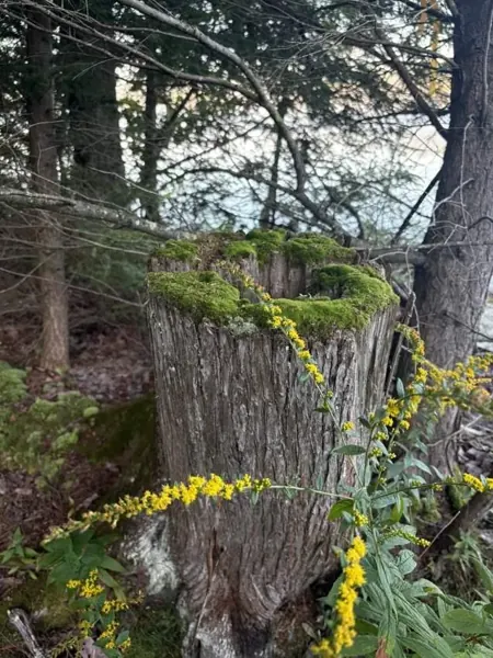 A closer look at the grounds