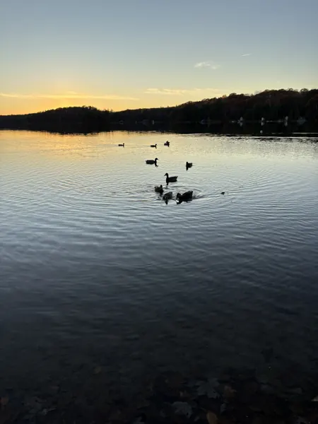 Ducks on the lake at sunset