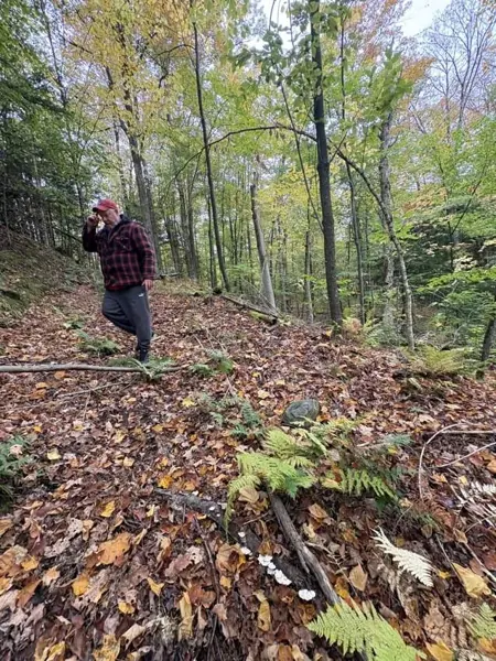 Autumn in the woods