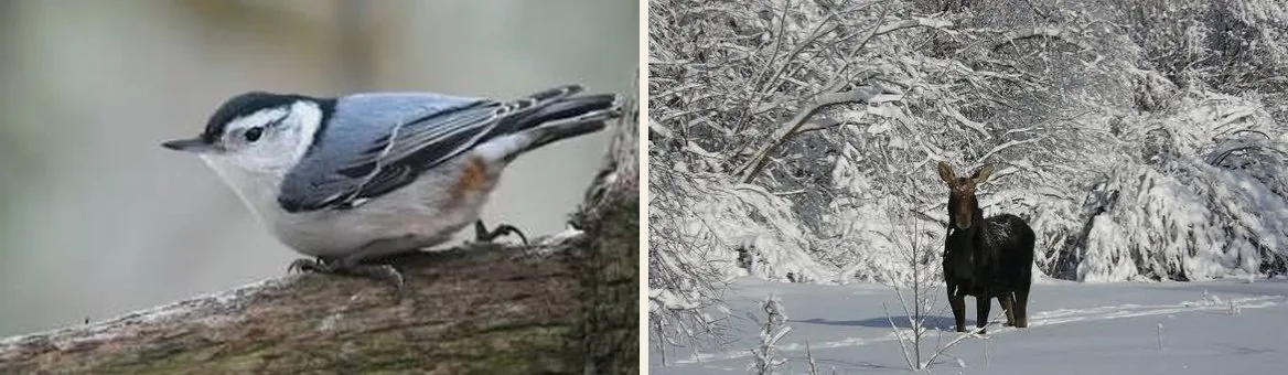 Winter Wildlife Watching