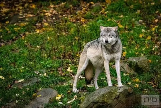 Haliburton Forest Wolf Centre
