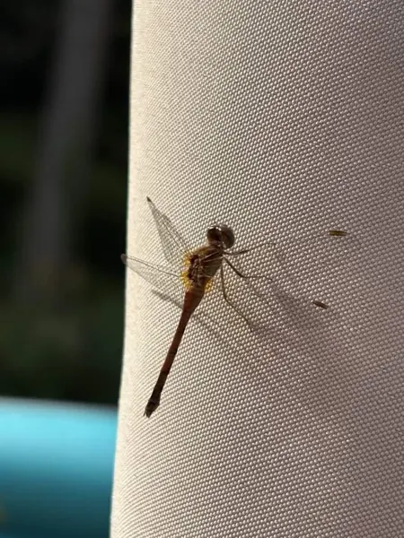 A delicate visitor