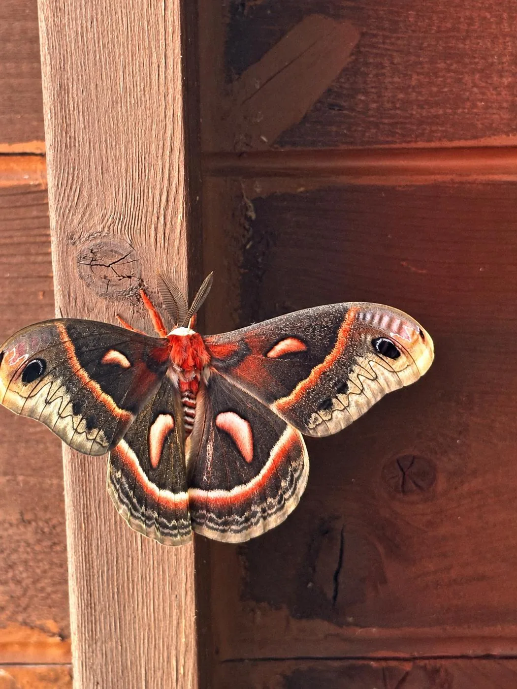 Cecropia moth resting on the wooden balcony at The Wilson Retreat