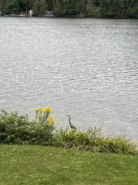 A visitor at the water’s edge