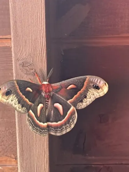 Our Cecropia