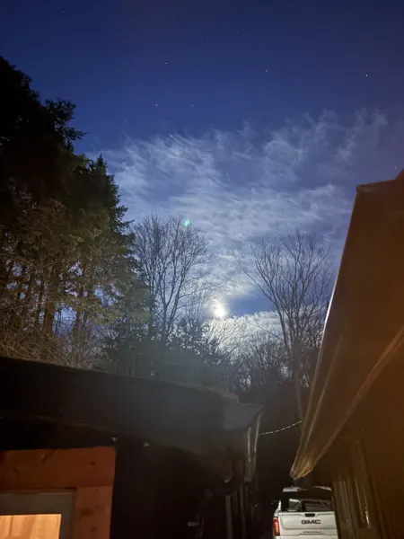 Moonlight through the trees